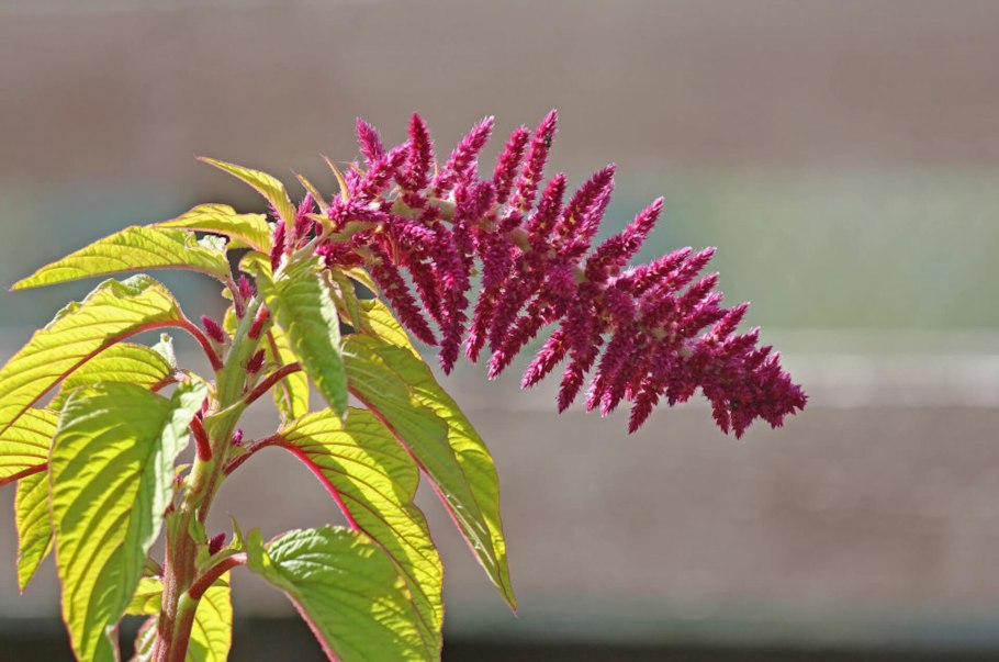 Амарант дредлокс