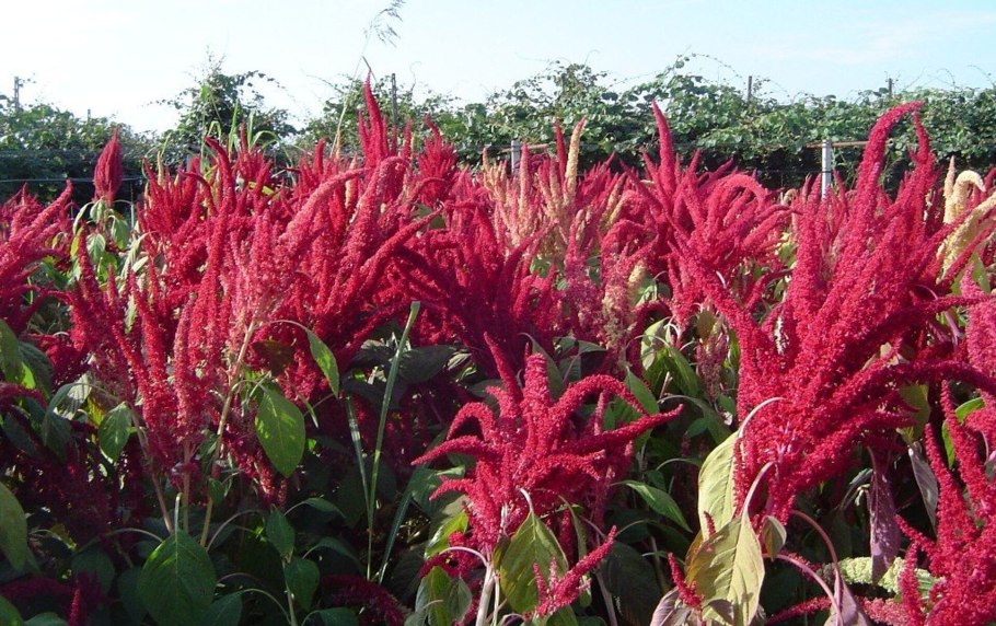 Амарант хвостатый