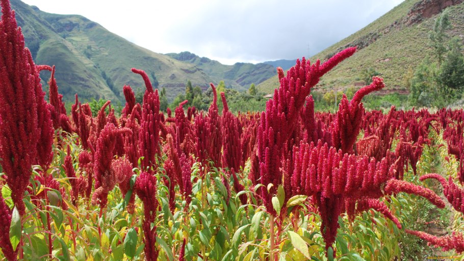 Chenopodium pallidicaule