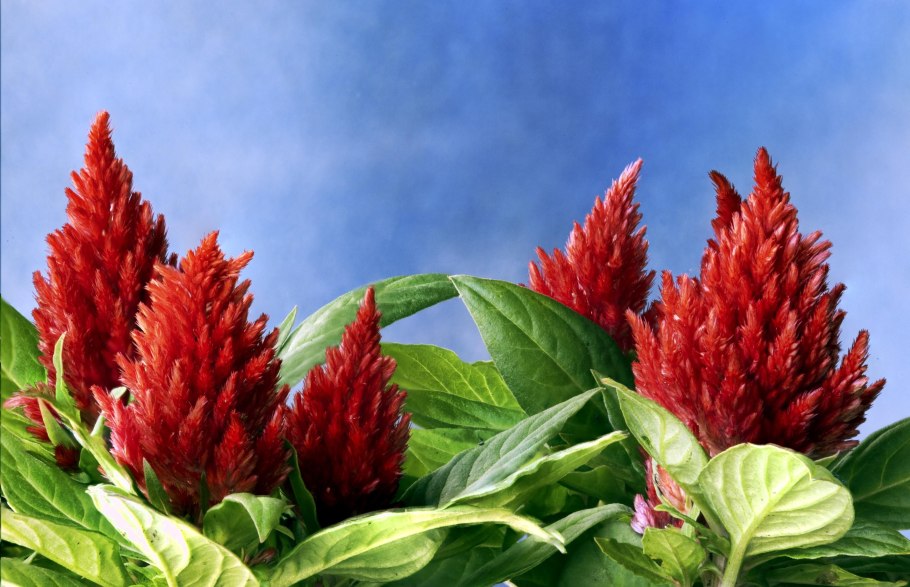 Амарант метельчатый