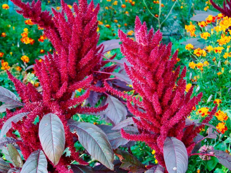 Амарант щирица