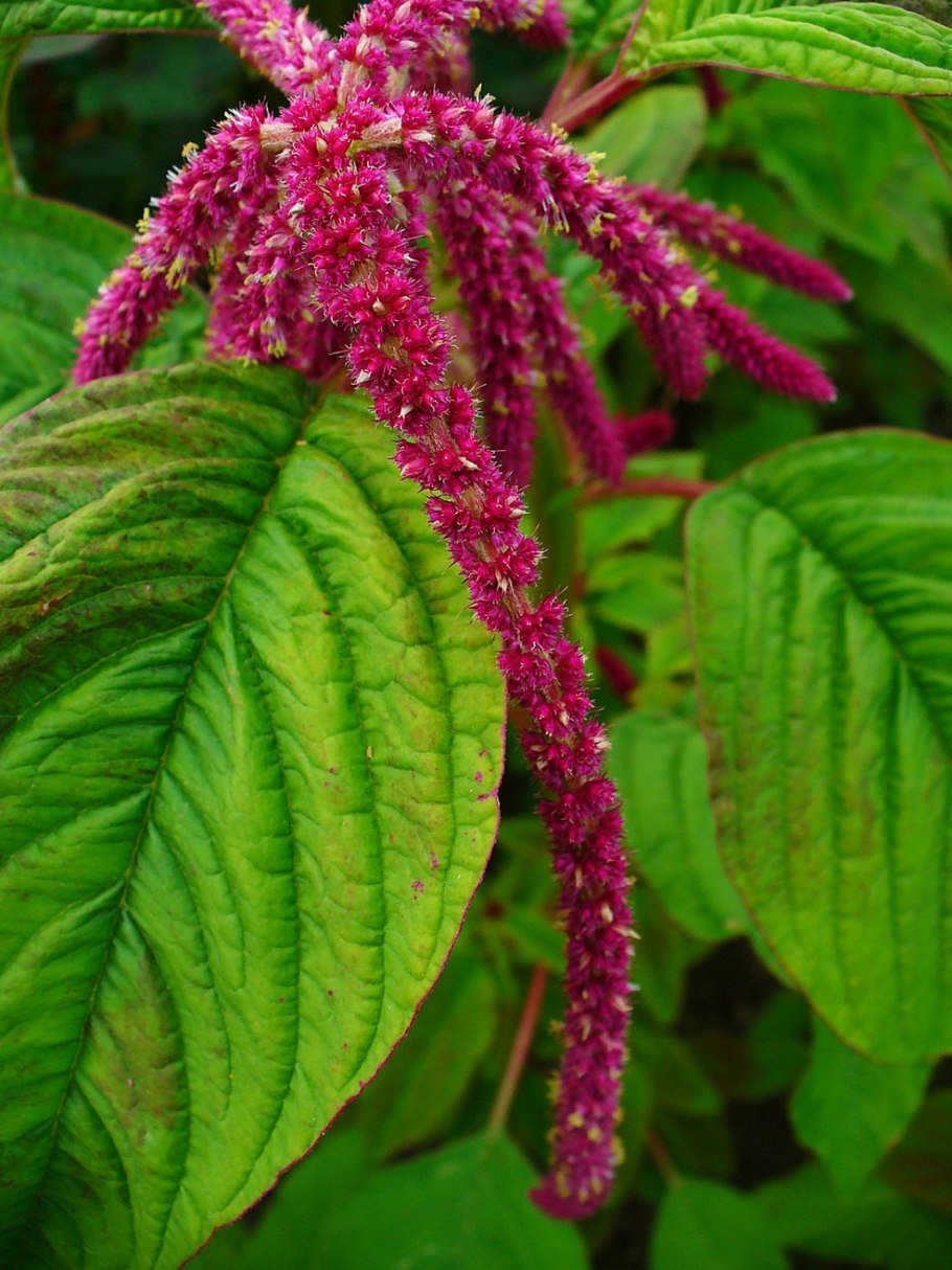 Амарант хвостатый (Amaranthus caudatus)
