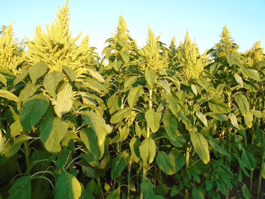 Амарант ред Кафедрал