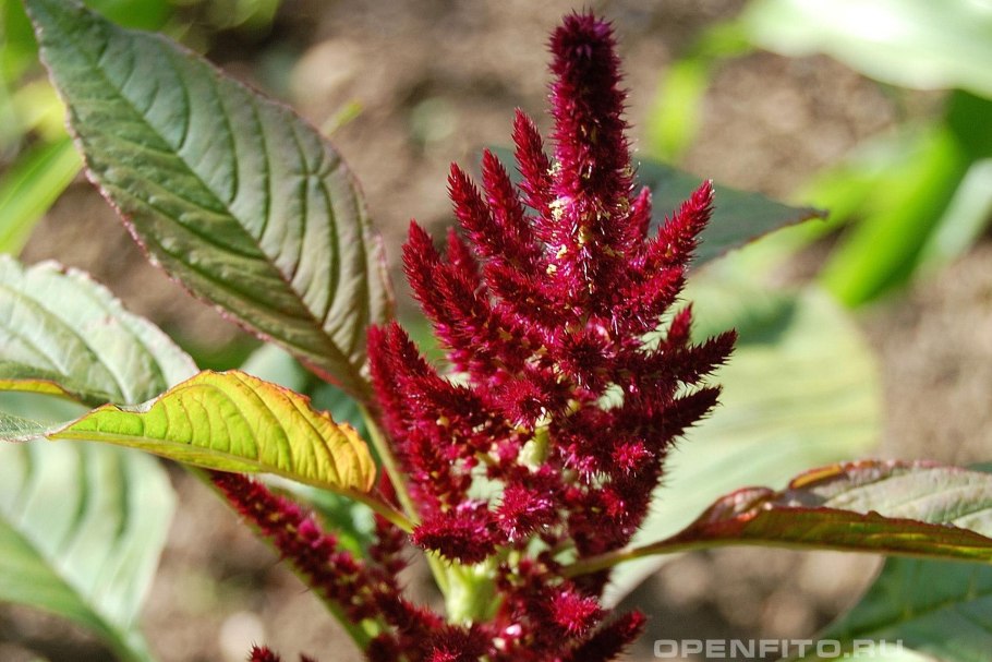 Amaranth (e123