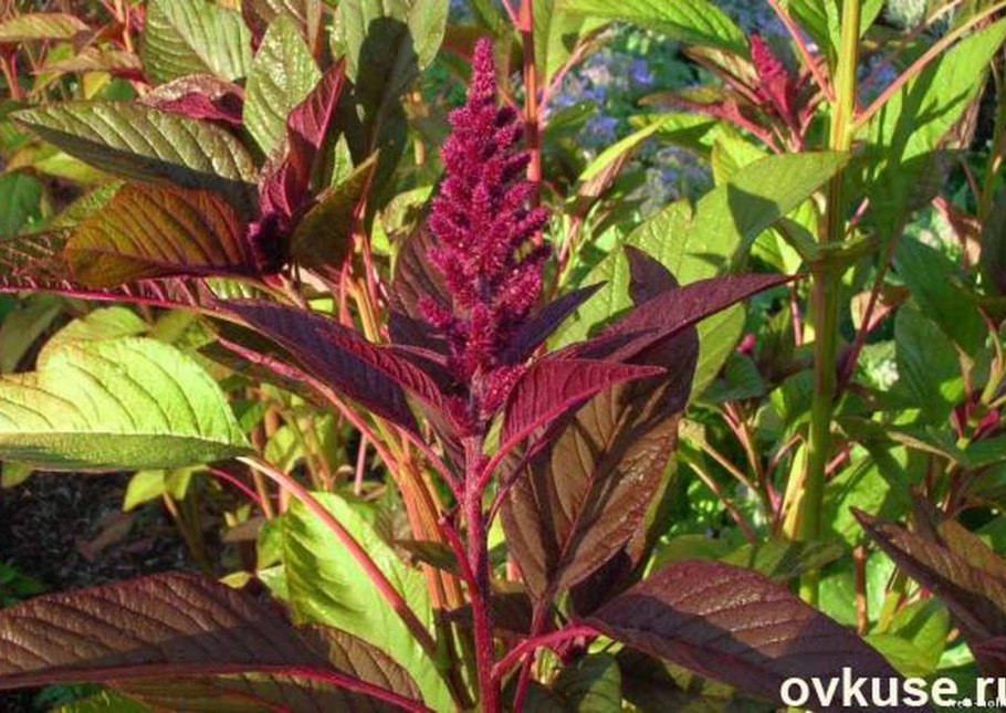 Амарант щирица