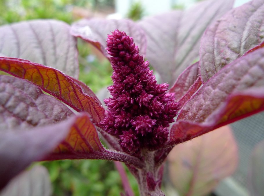 Амарант щирица