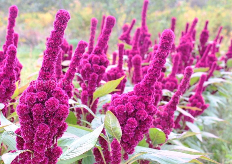Амарант хвостатый (Amaranthus caudatus)