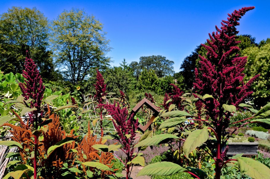 Amaranthus cruentus амарант