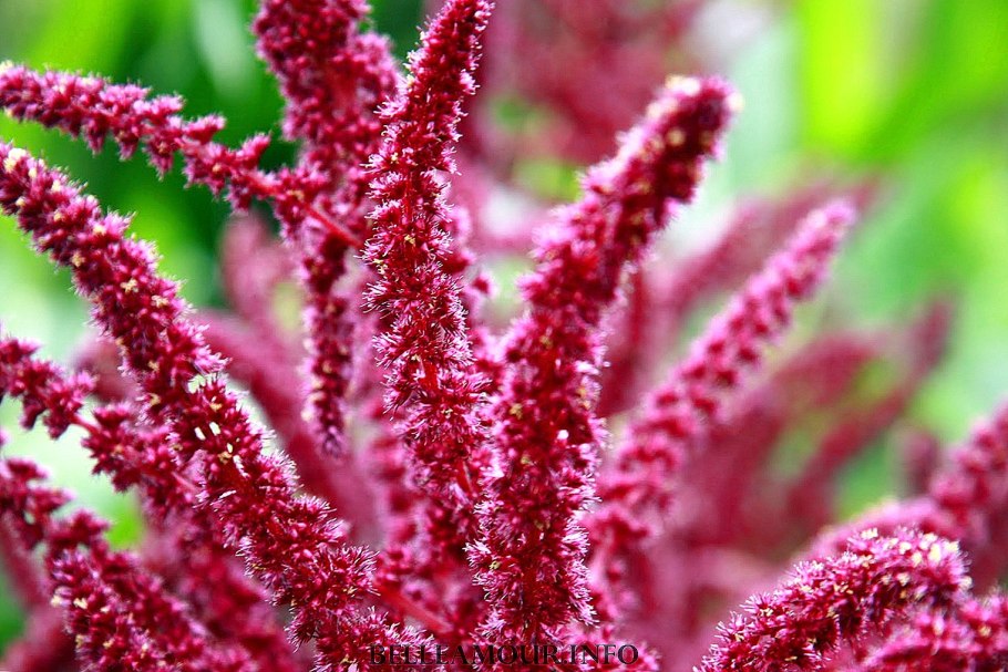 Amaranthus paniculatus Амарант метельчатый