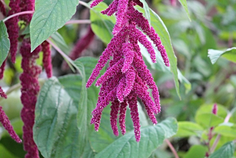 Амарант хвостатый (Amaranthus caudatus)