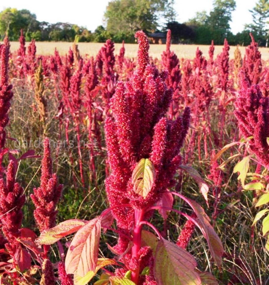 Амарант зеленый цветок