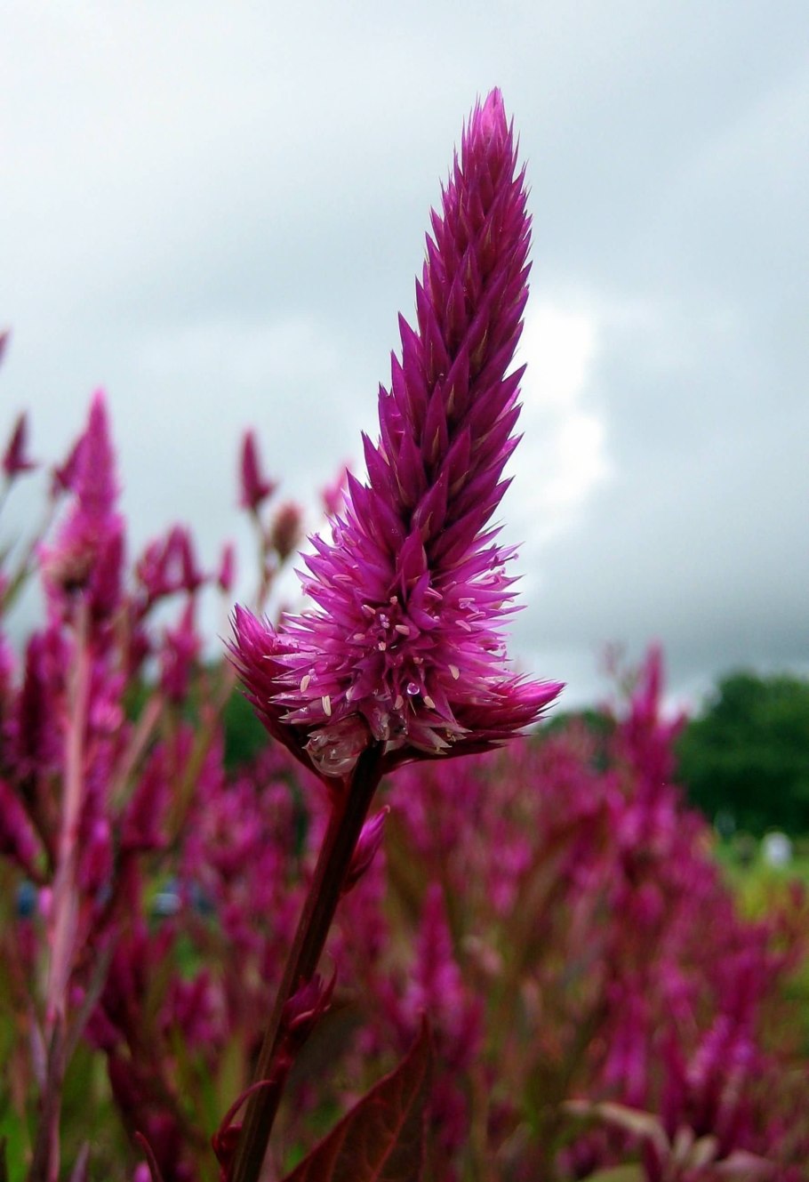 Амарант хвостатый