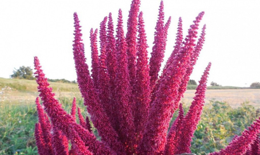 Amaranthus cruentus l.