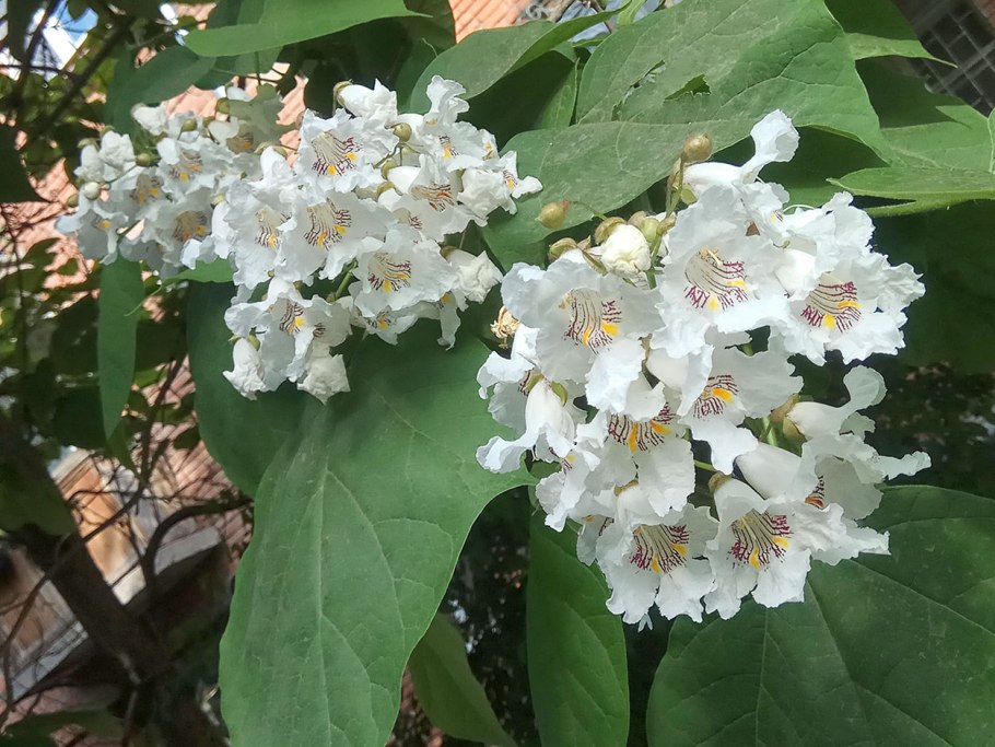 Катальпа бигнониевидная цветение