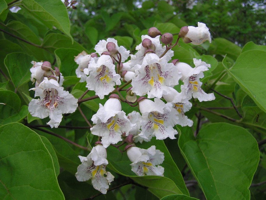 Катальпа бигнониевидная цветы