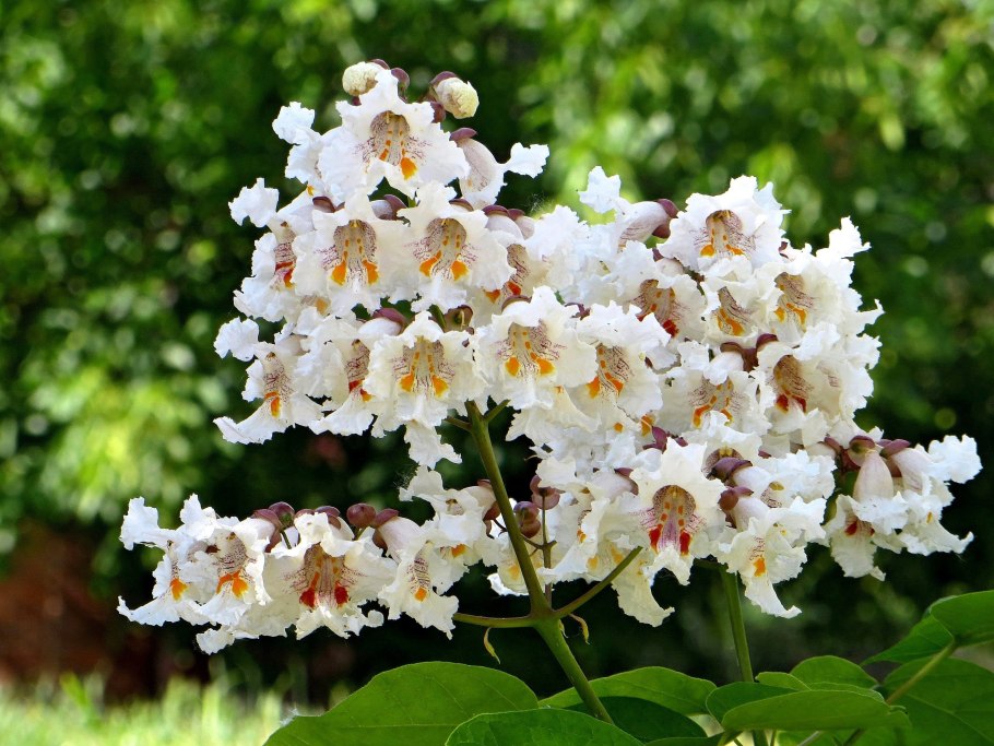 Катальпа бигнониевидная (Catalpa bignonioides)