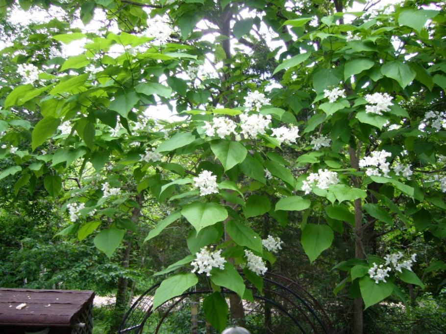 Катальпа Фаргеза