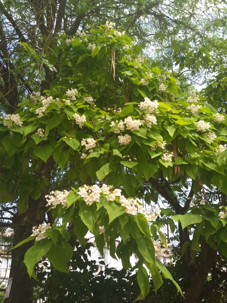 Катальпа гибридная