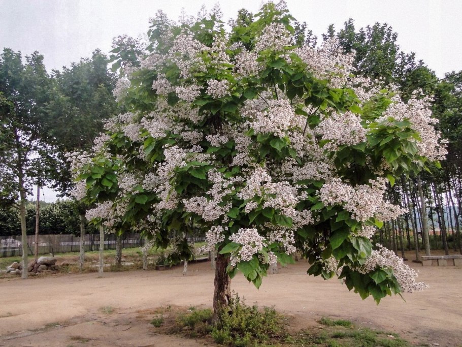 Дерево счастья катальпа