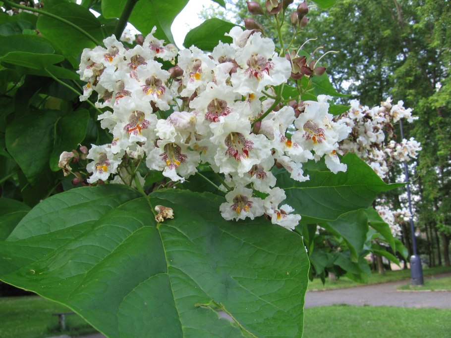 Катальпа бигнониевидная (Catalpa bignonioides)