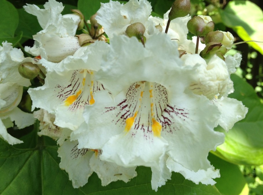 Катальпа дерево стручок