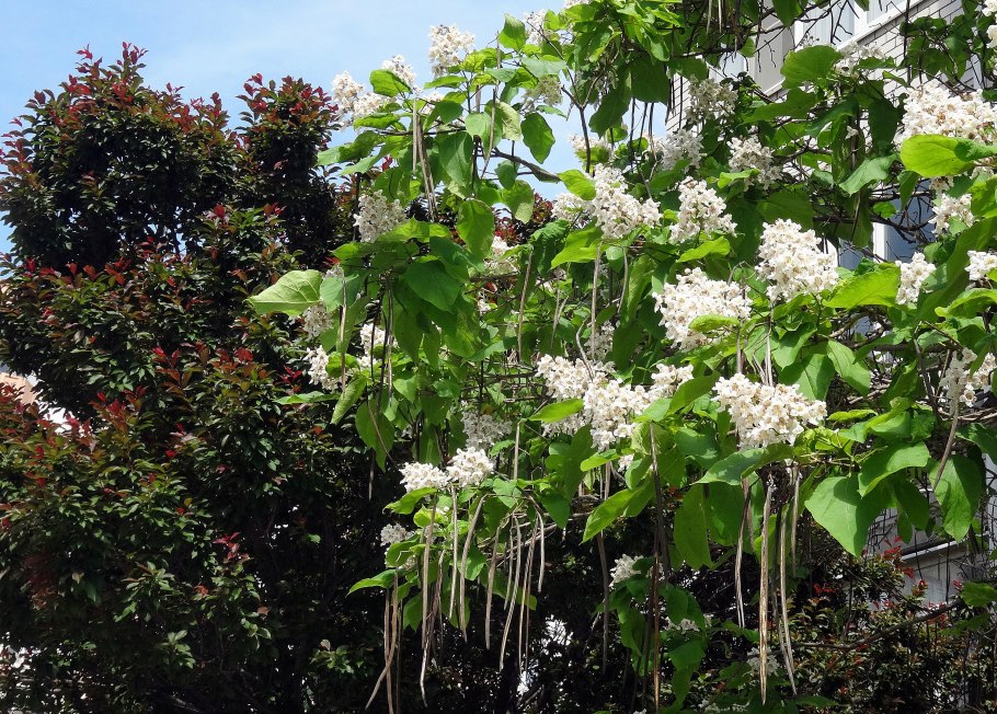 Катальпа бигнониевидная цветы