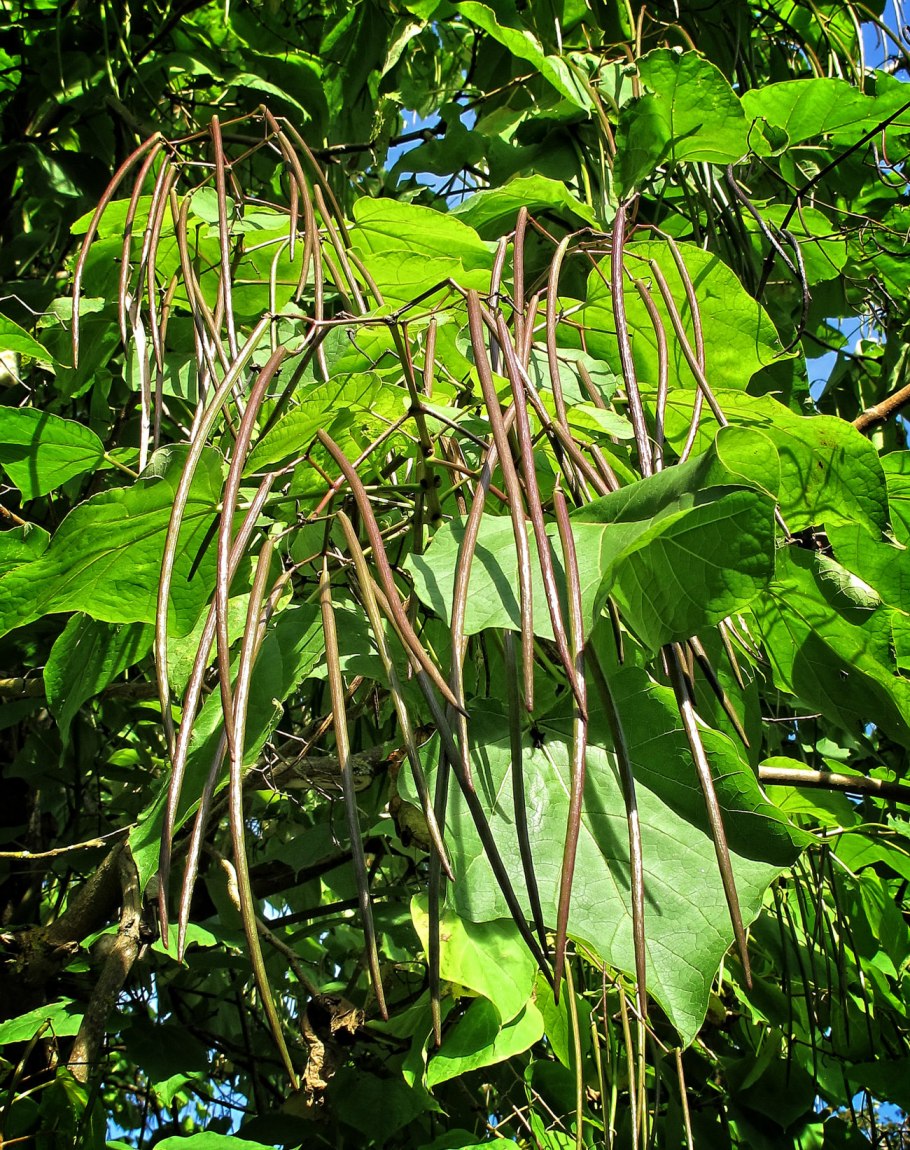 Катальпа бигнониевидная Нана