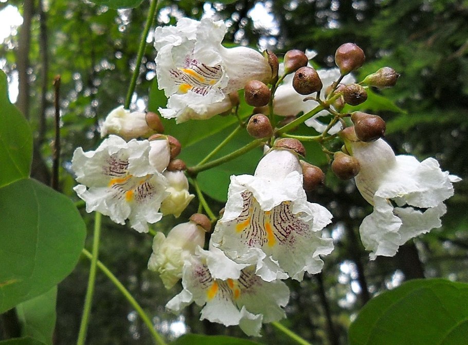 Катальпа яйцевидная