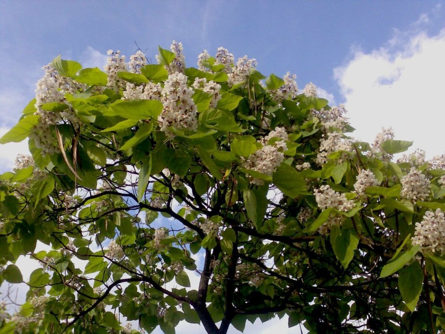 Акация катальпа