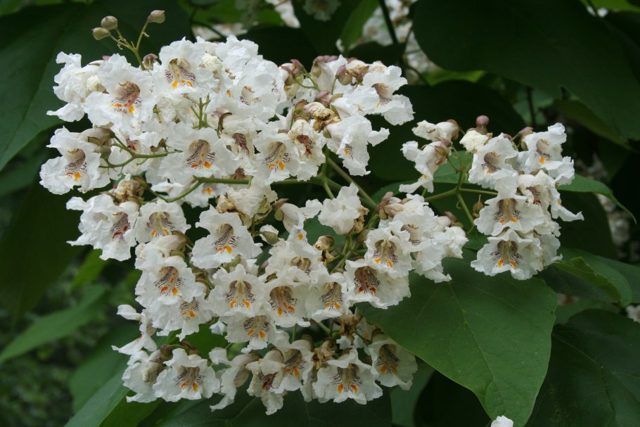 Катальпа speciosa