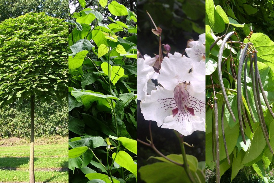 Катальпа бигнониевидная catalpa bignonioides