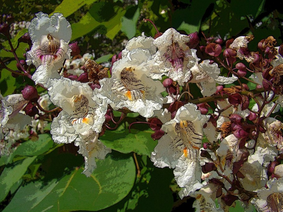 Катальпа дерево