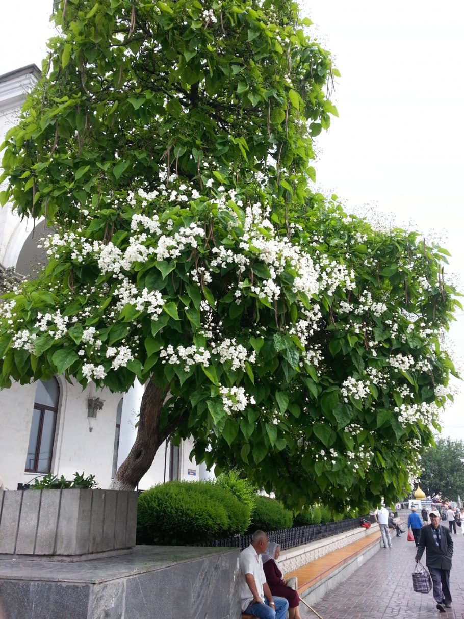 Катальпа бигнониевидная