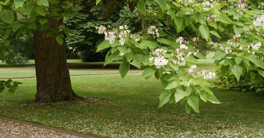 Акация катальпа