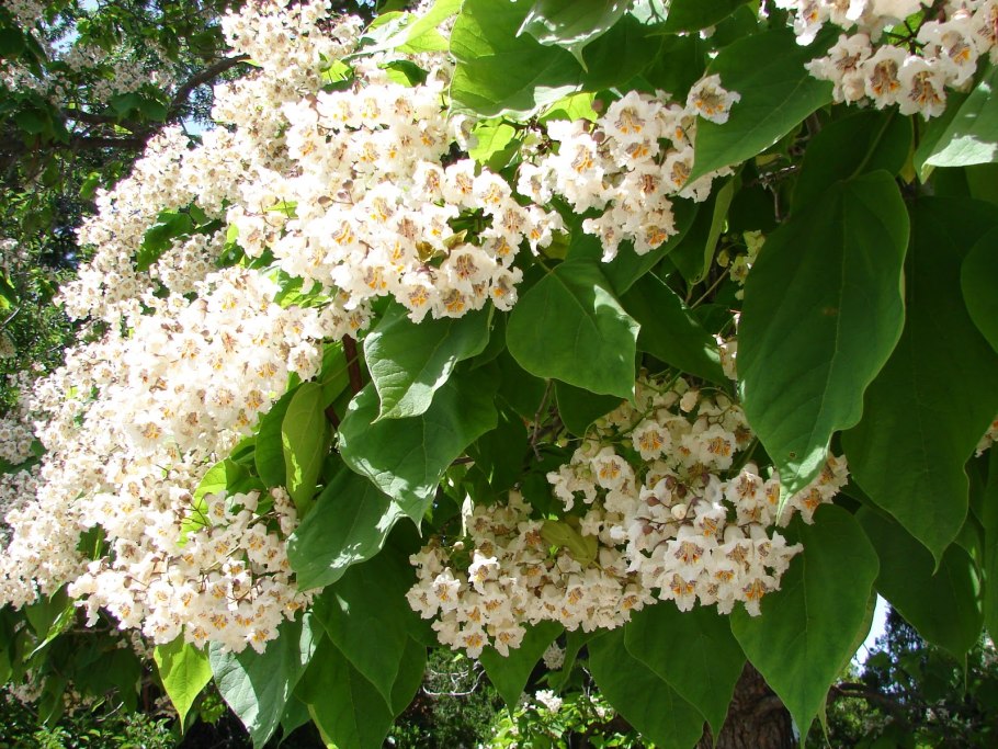 Катальпа яйцевидная