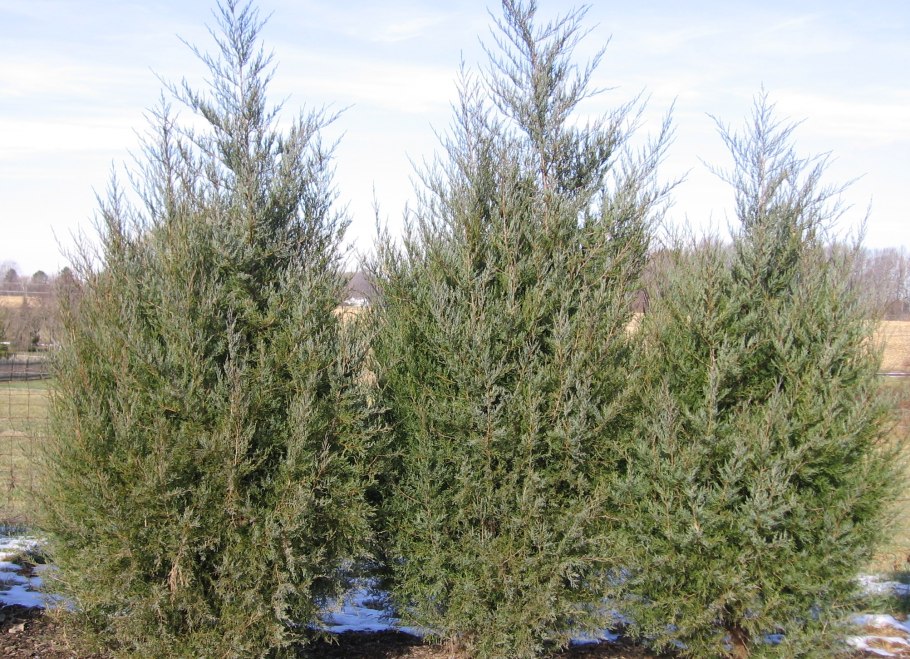Можжевельник Пфитцериана Глаука