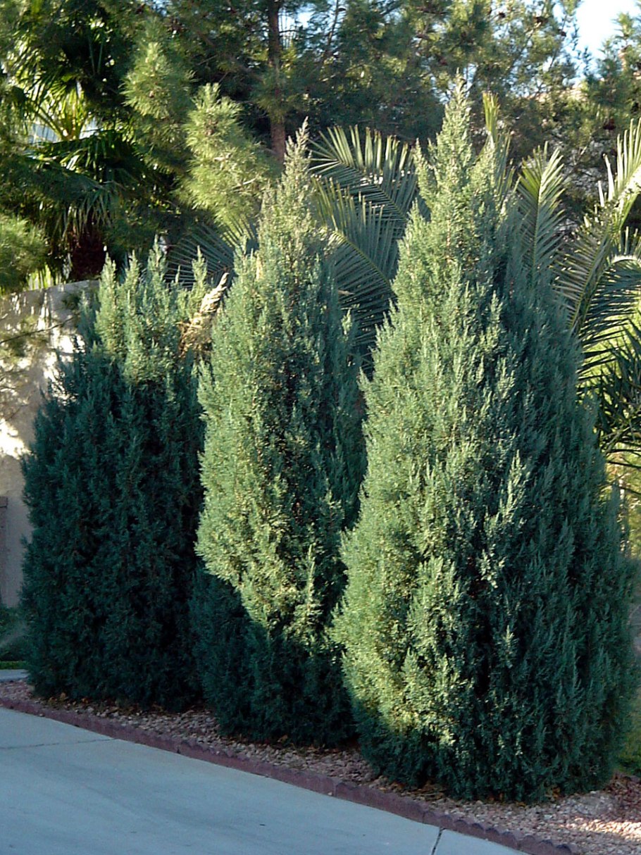 Можжевельник кипарисовидный виргинский