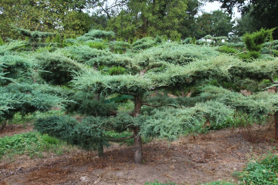 Можжевельник виргинский грей