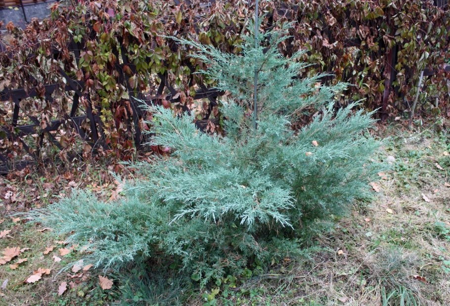 Можжевельник виргинский grey owl