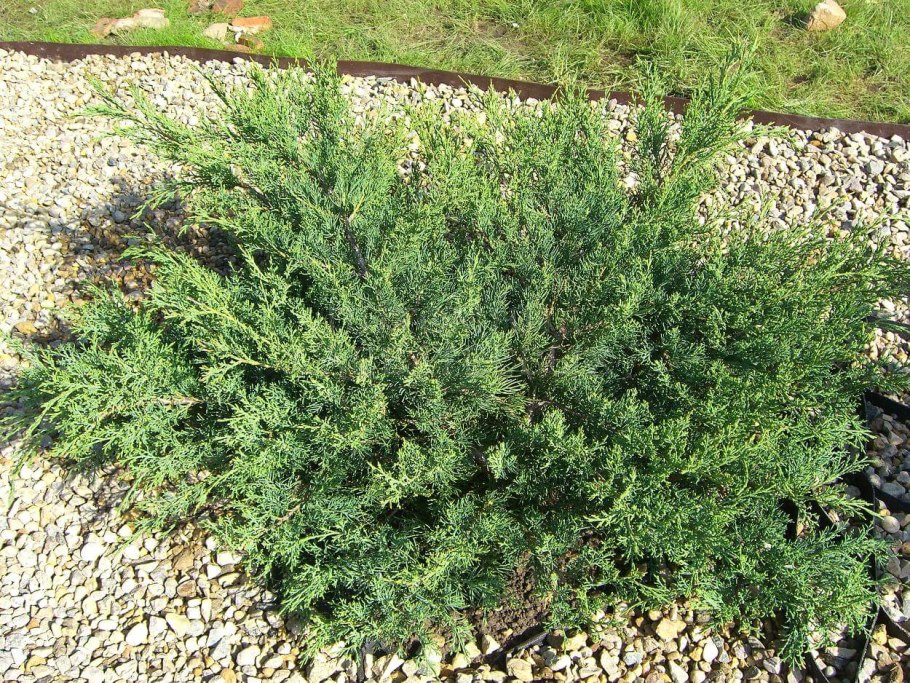 Можжевельник казацкий блю донау