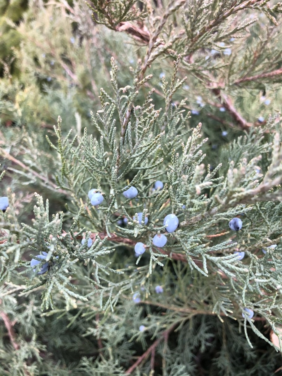 Можжевельник обыкновенный