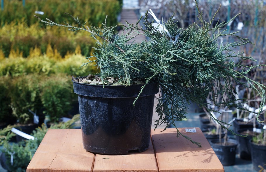 Можжевельник блю клауд