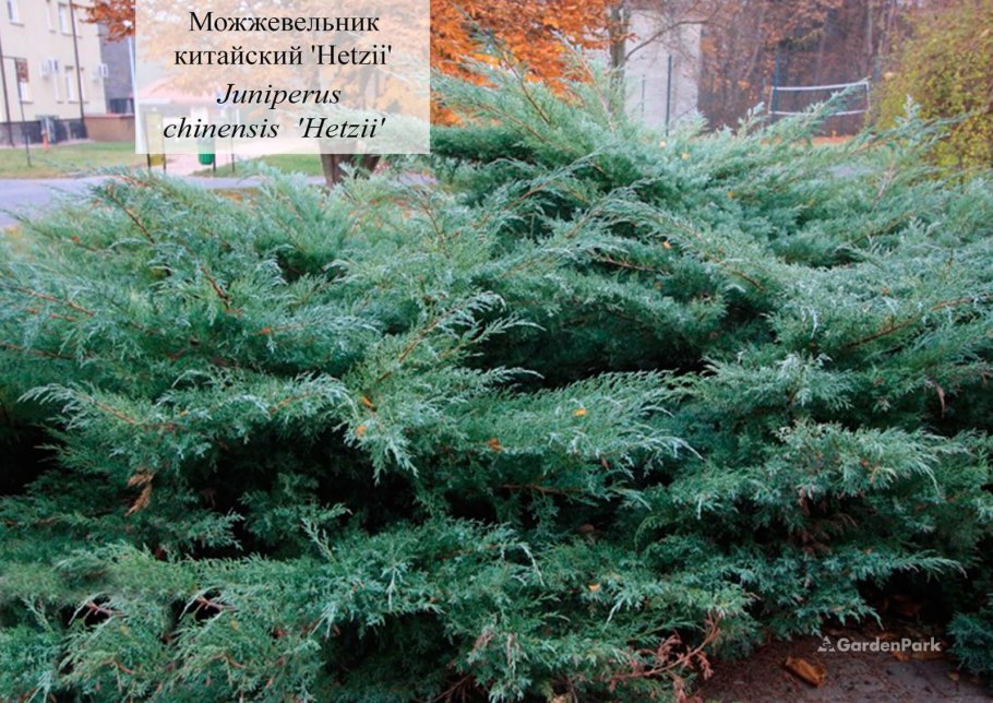Можжевельник виргинский хетц