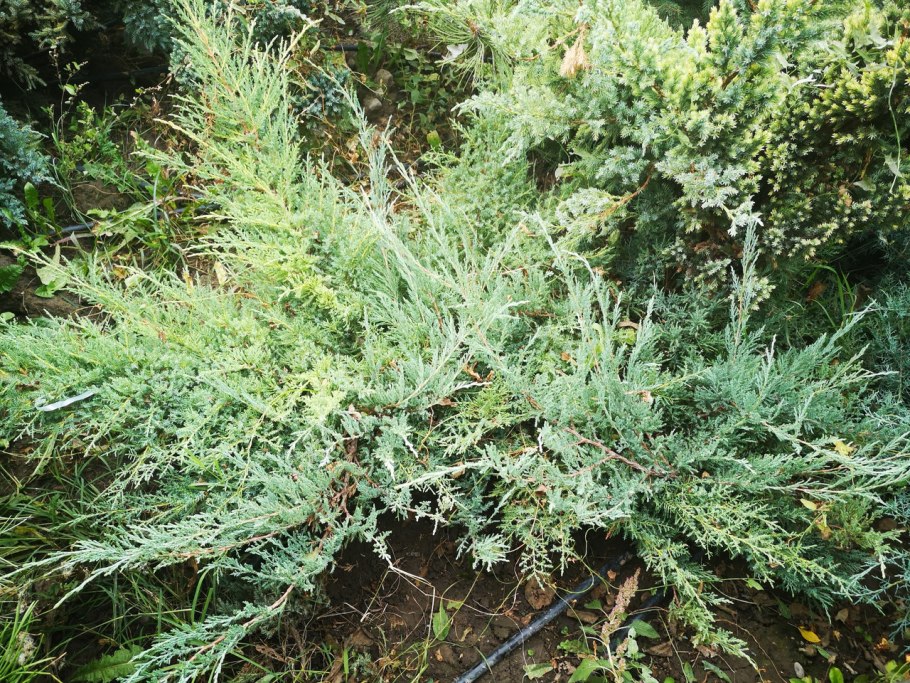 Можжевельник виргинский блю клауд