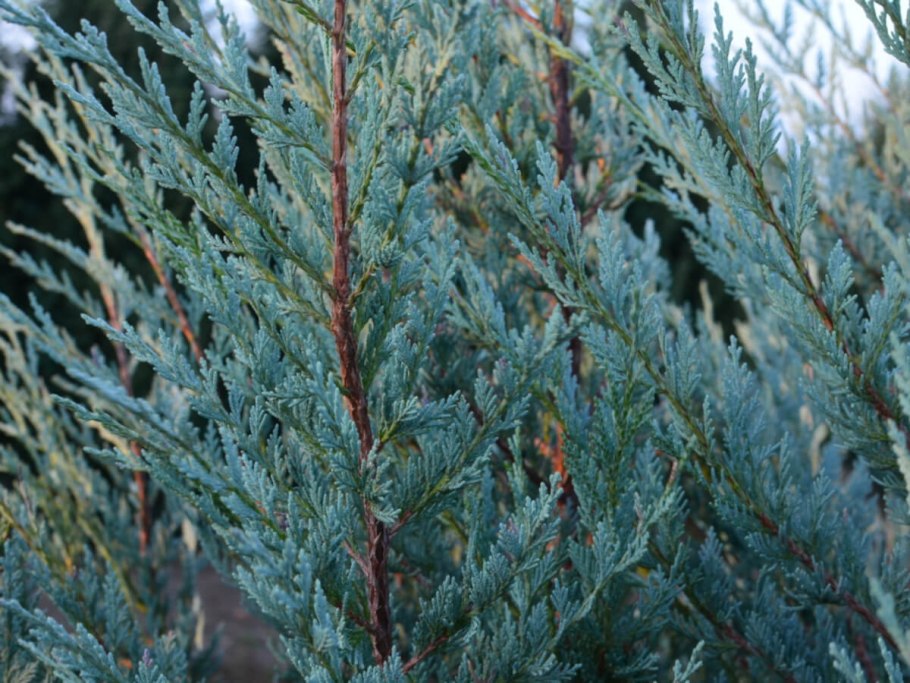 Можжевельник виргинский Хетц