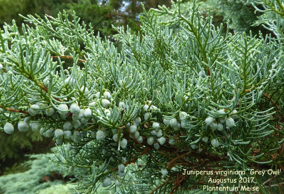 Можжевельник виргинский Хетц