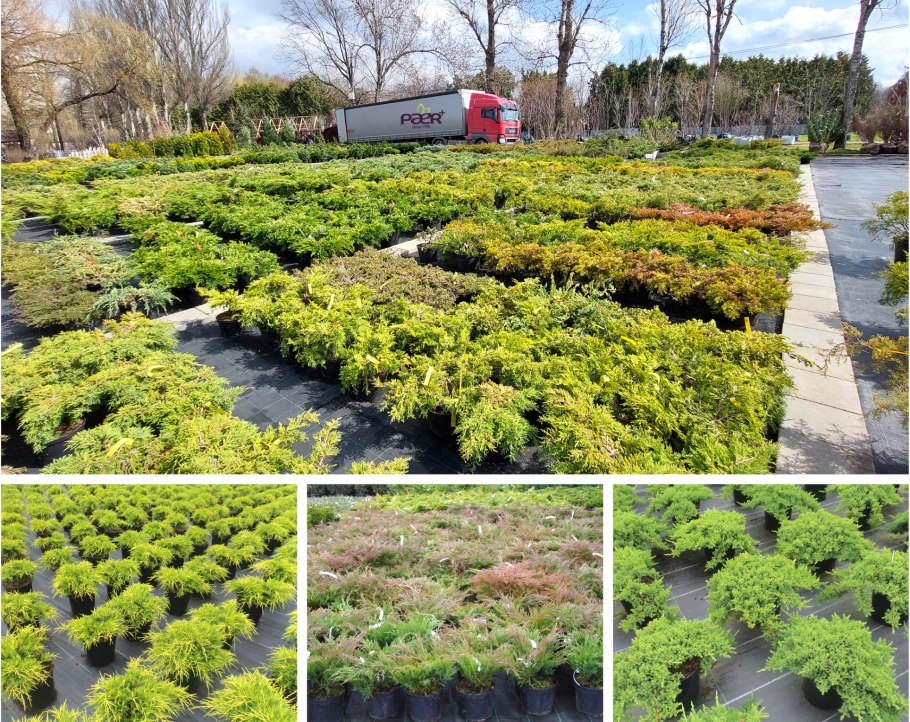 Садовый центр