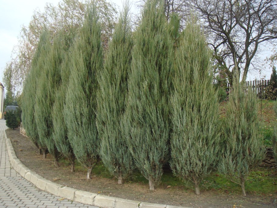 Можжевельник виргинский Grey Owl