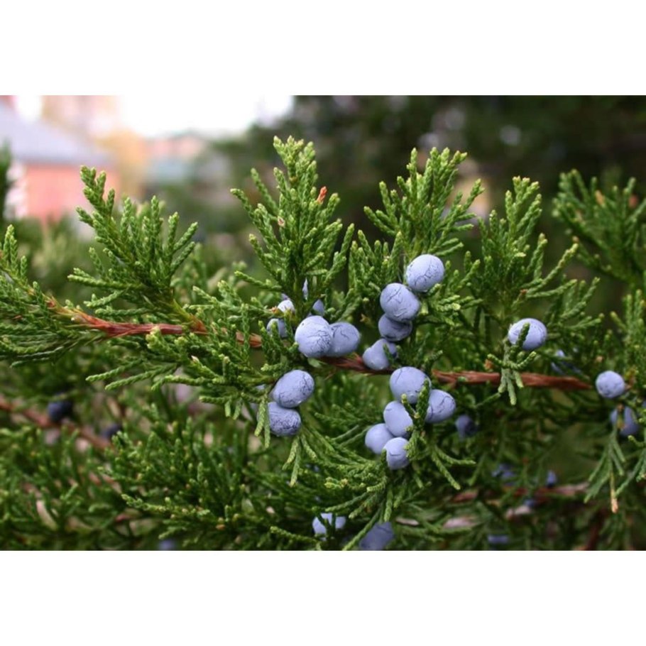 Можжевельник виргинский Блю