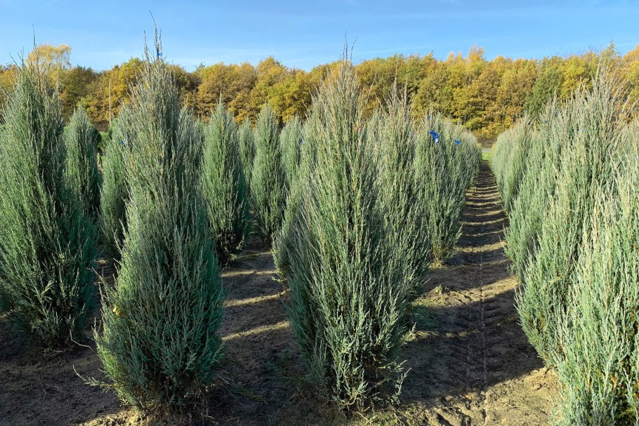 Можжевельник скальный блю арроу